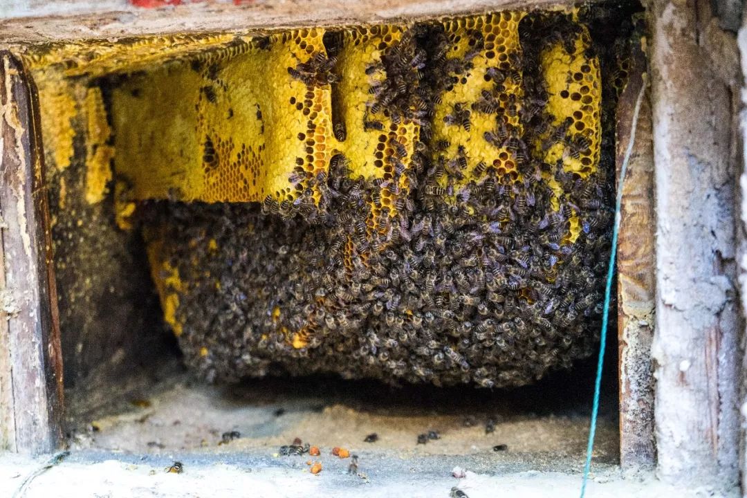 土蜂蜜取蜜全过程,土蜂蜜正确取蜜方法