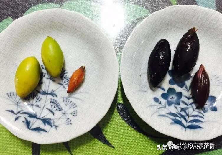 一粒橄榄福州话原版视频,一粒橄榄福州话视频