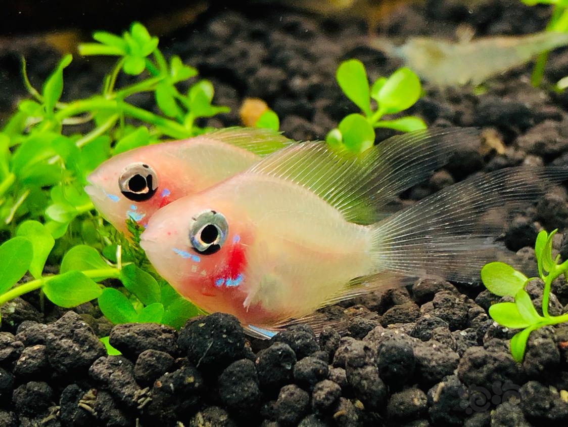 金波子好不好卖,金波子和什么鱼一起养