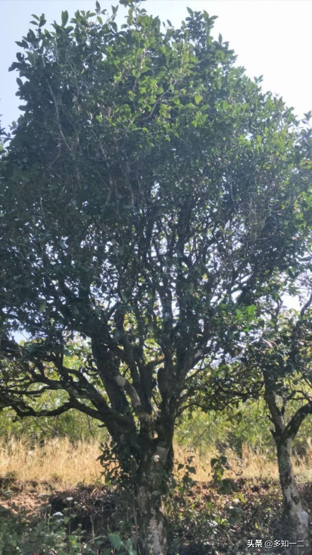 古六大茶山茶叶的特点,古六大茶山及茶的特点