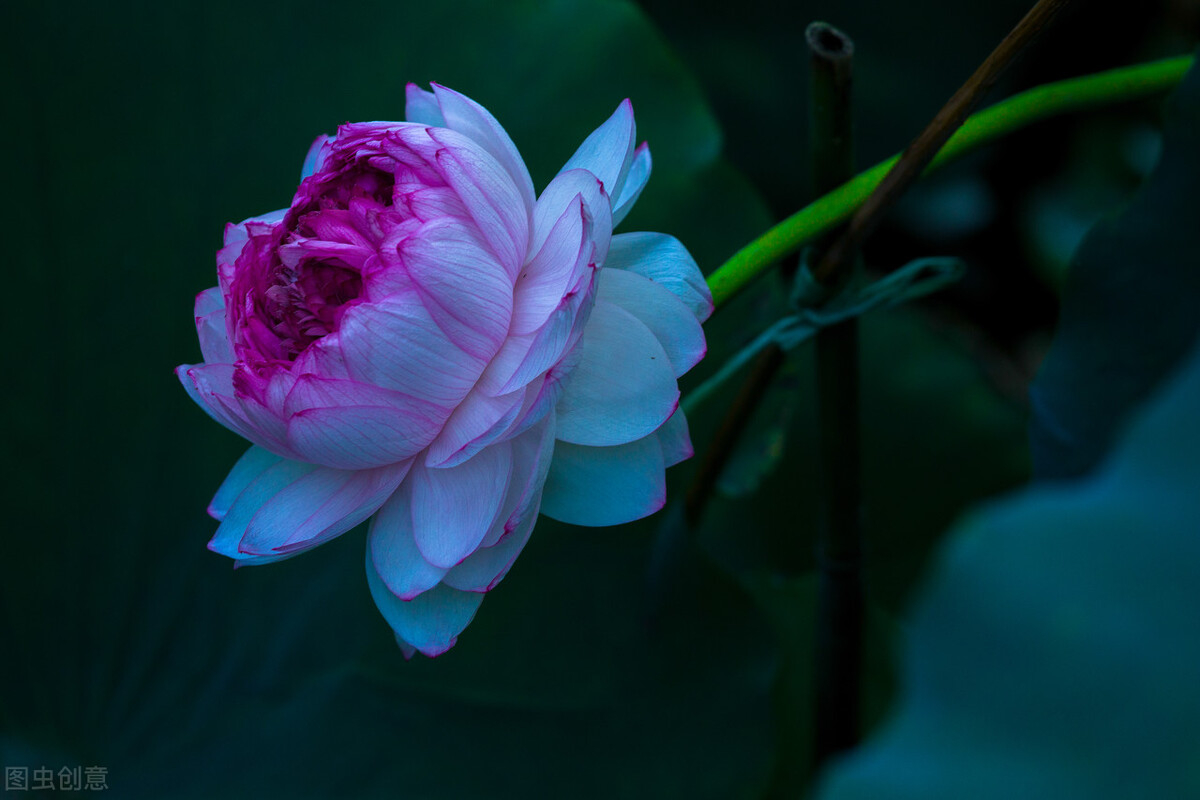 男人喝醉酒会想到哪个女人,男人喝醉酒之后怎么聊天