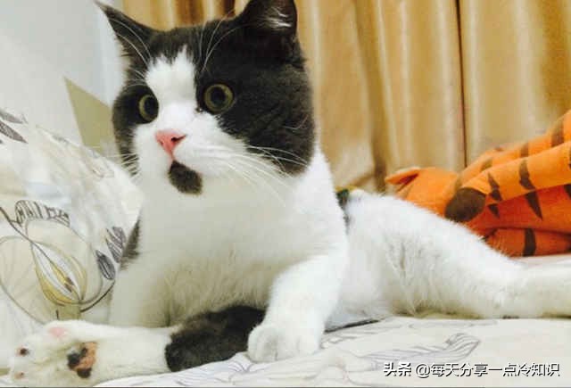 世界上最有名的12只猫咪,世界上十大最可爱的猫咪排名