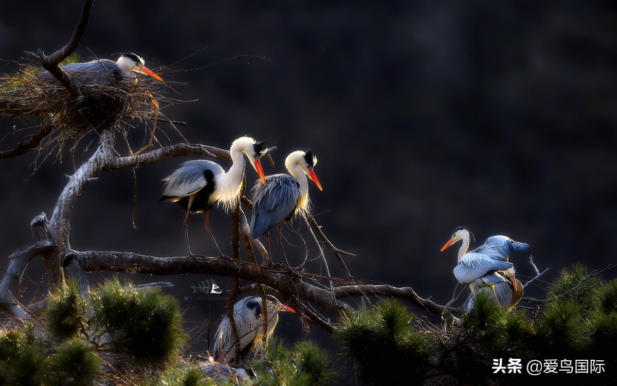观鸟大年,观鸟作品100幅