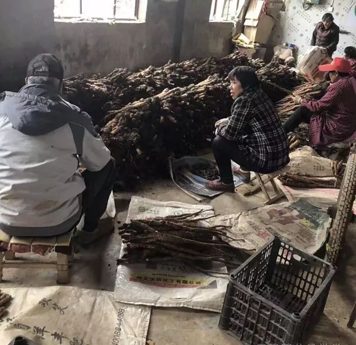 山中贵族:实地考察“神仙之食”产地?资深吃货也瞬间被征服