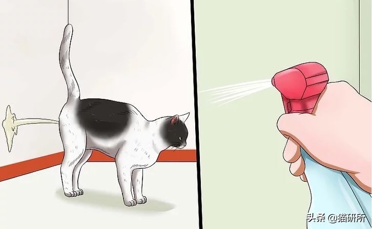 疫情出不去猫咪绝育拆线怎么办,猫咪发情期间能做绝育手术吗