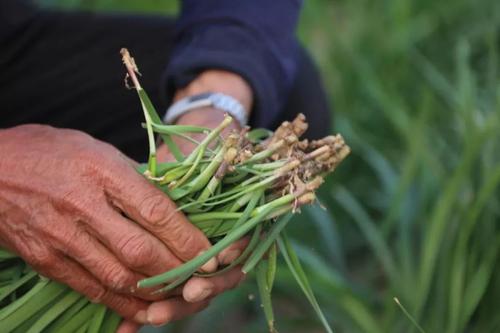 正宗最好的韭菜种植方法,韭菜种植营养方案
