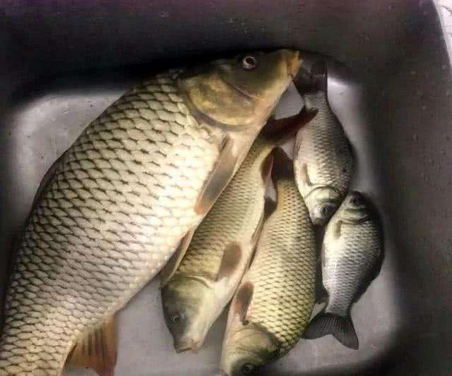 钓鱼新手渔具避坑,新手钓鱼防止爆竿