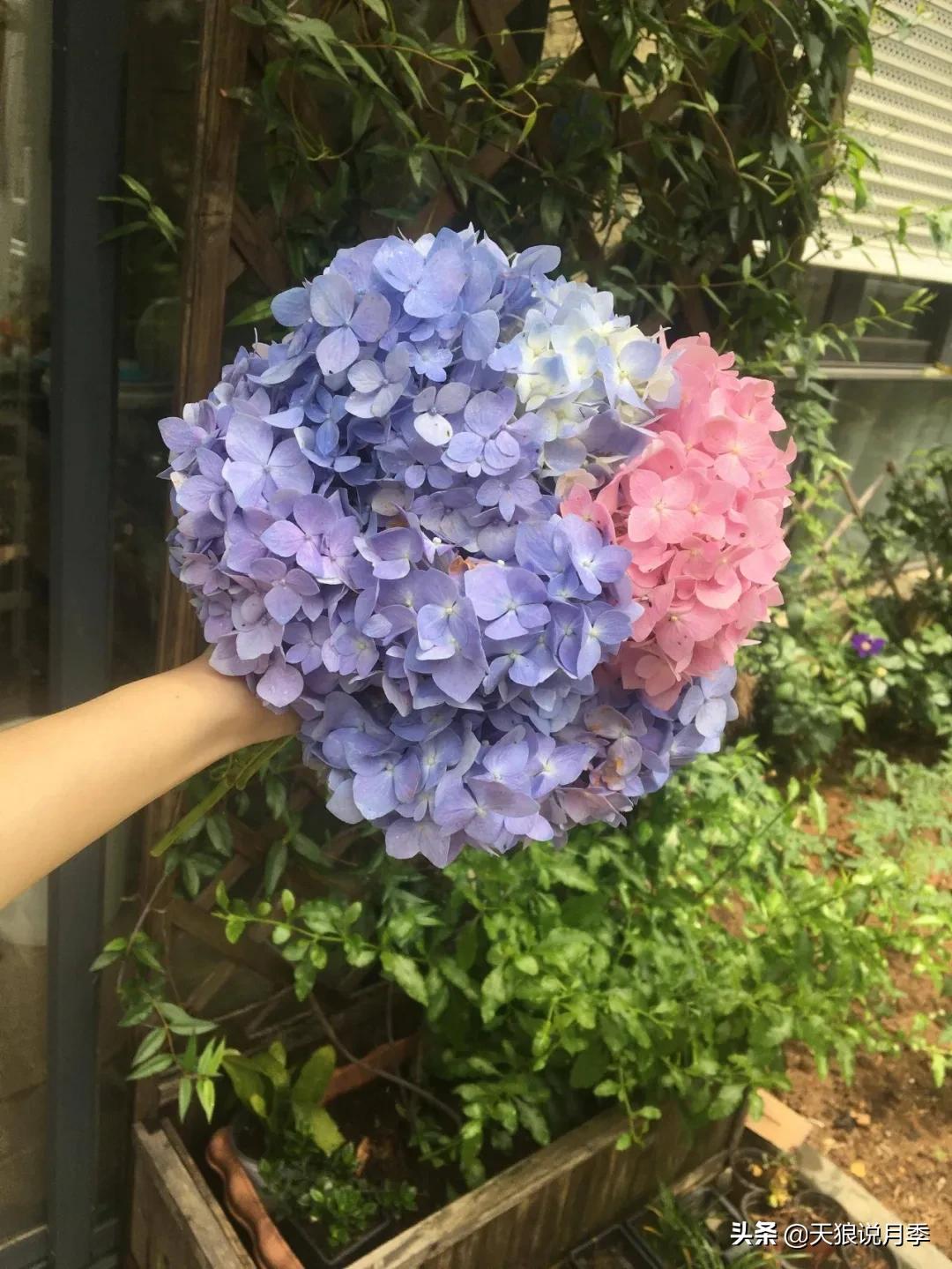 圆滚滚的绣球，瀑布般的花墙，这届花友也太会种花了吧