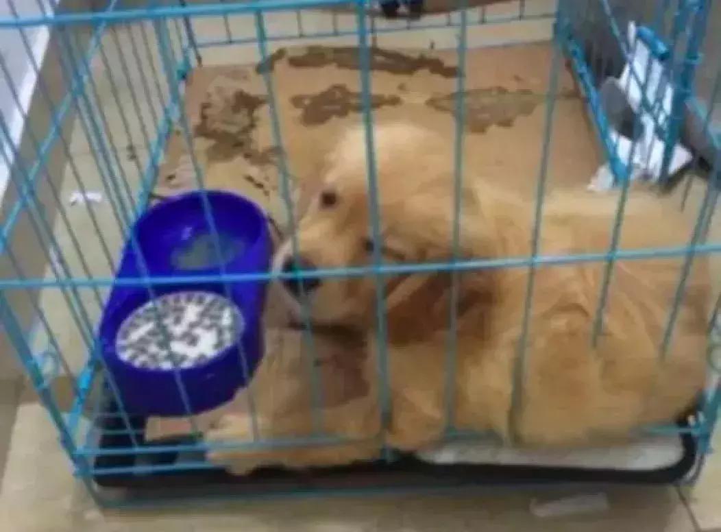 交易猫被央视曝光,收养流浪狗的真实记录