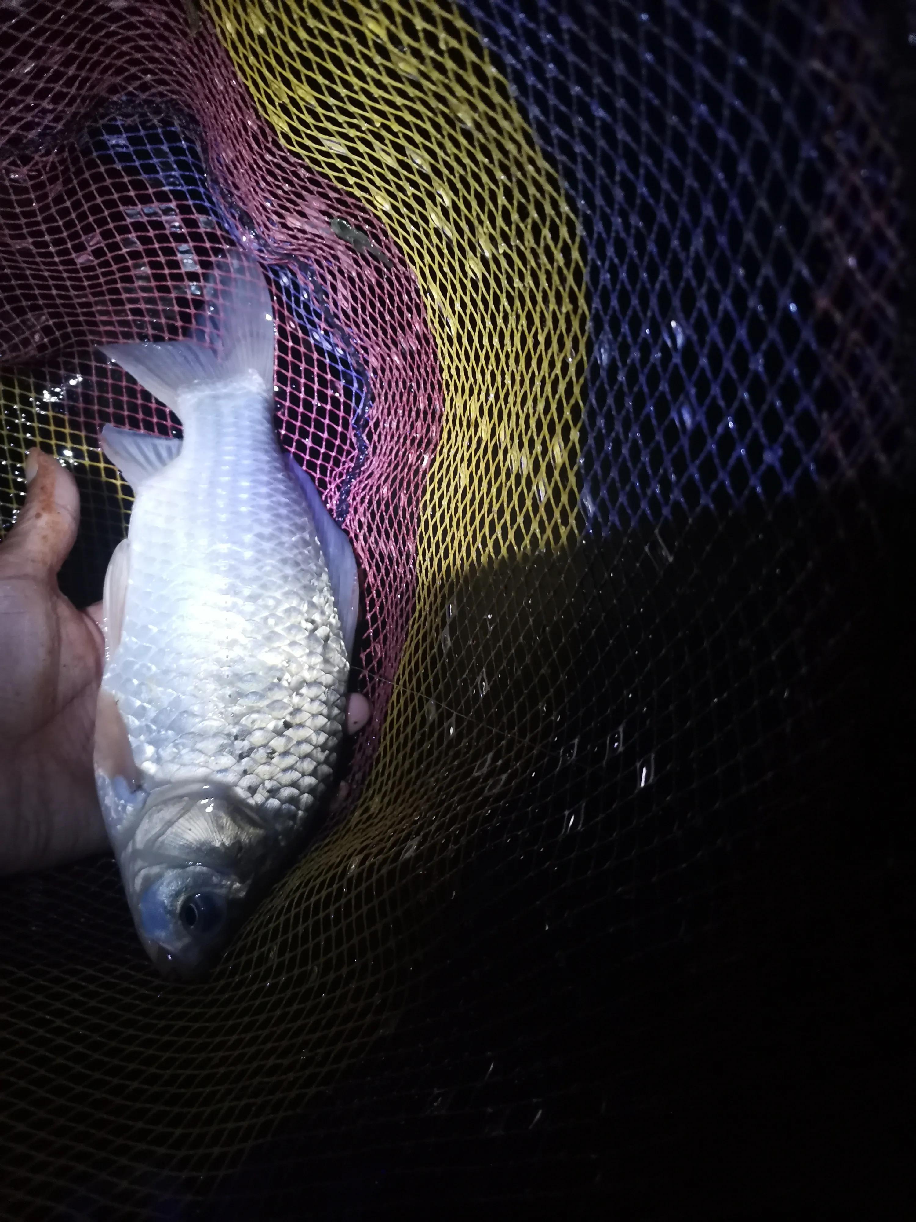 从20块钱的鱼竿开始入坑,购买鱼竿的十大坑