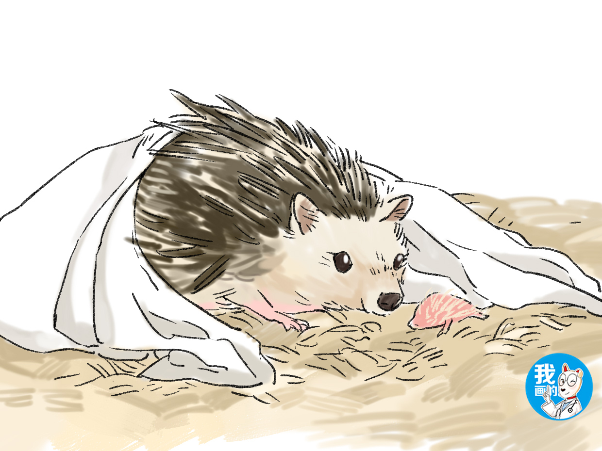 刺猬刚到家一直不动,刚出生的刺猬为什么一动不动