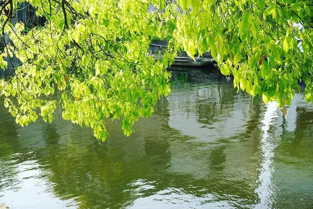 去上海必去的民宿,上海树林民宿推荐