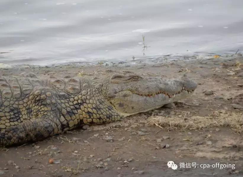 这个野奢的国度，欧美、日韩人都爱去，为何我们国家没人去？