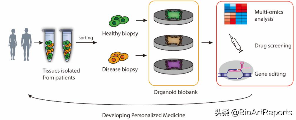 crisprcas9基因编辑技术应用,基因编辑技术综述