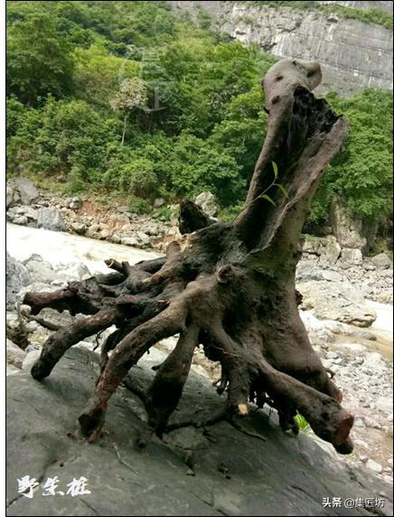 中华蚊母树桩盆景怎么养,盆景中华小叶蚊母怎样养护