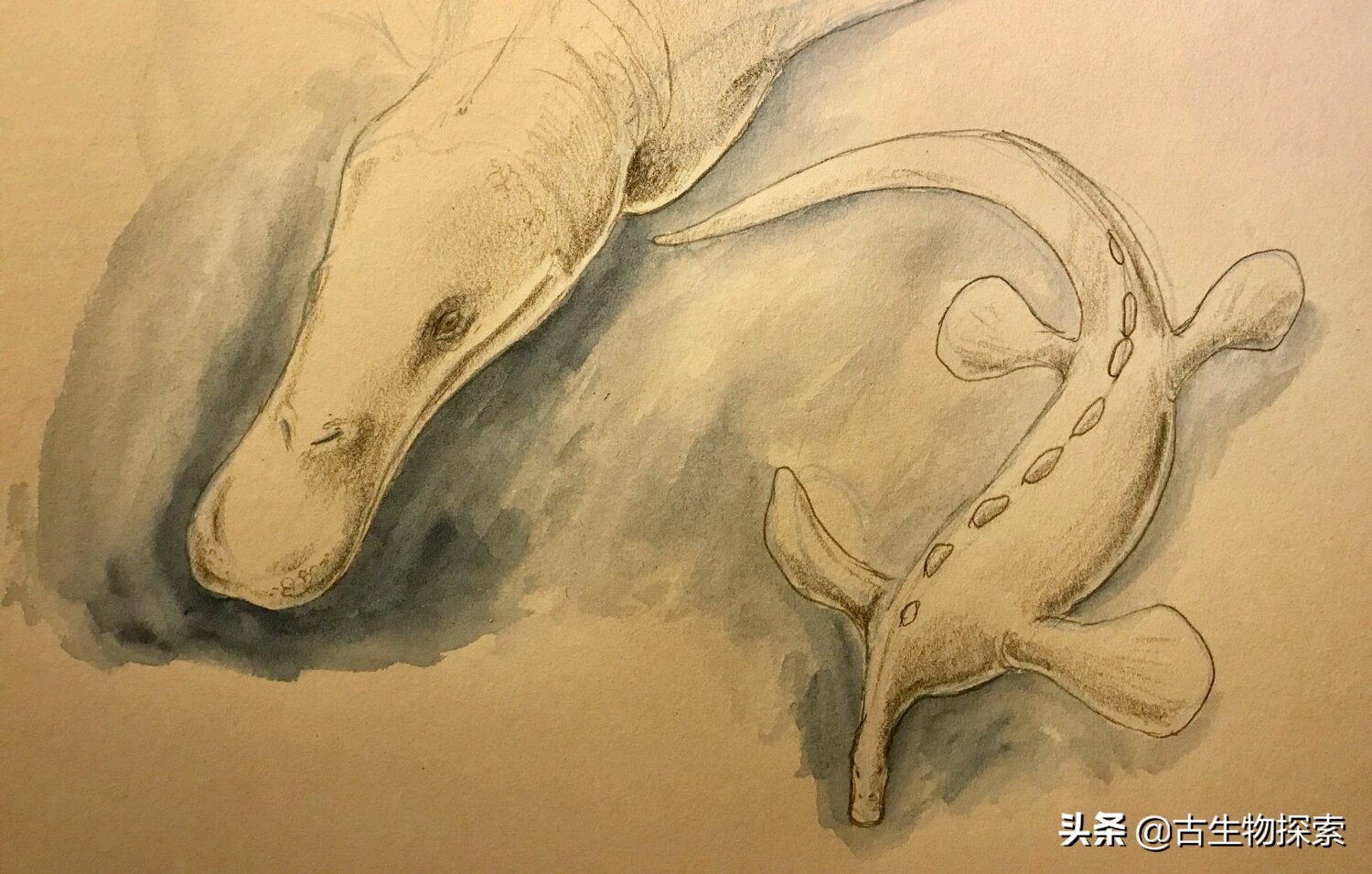 中国发现生活在2.48亿年前的“鸭嘴兽”