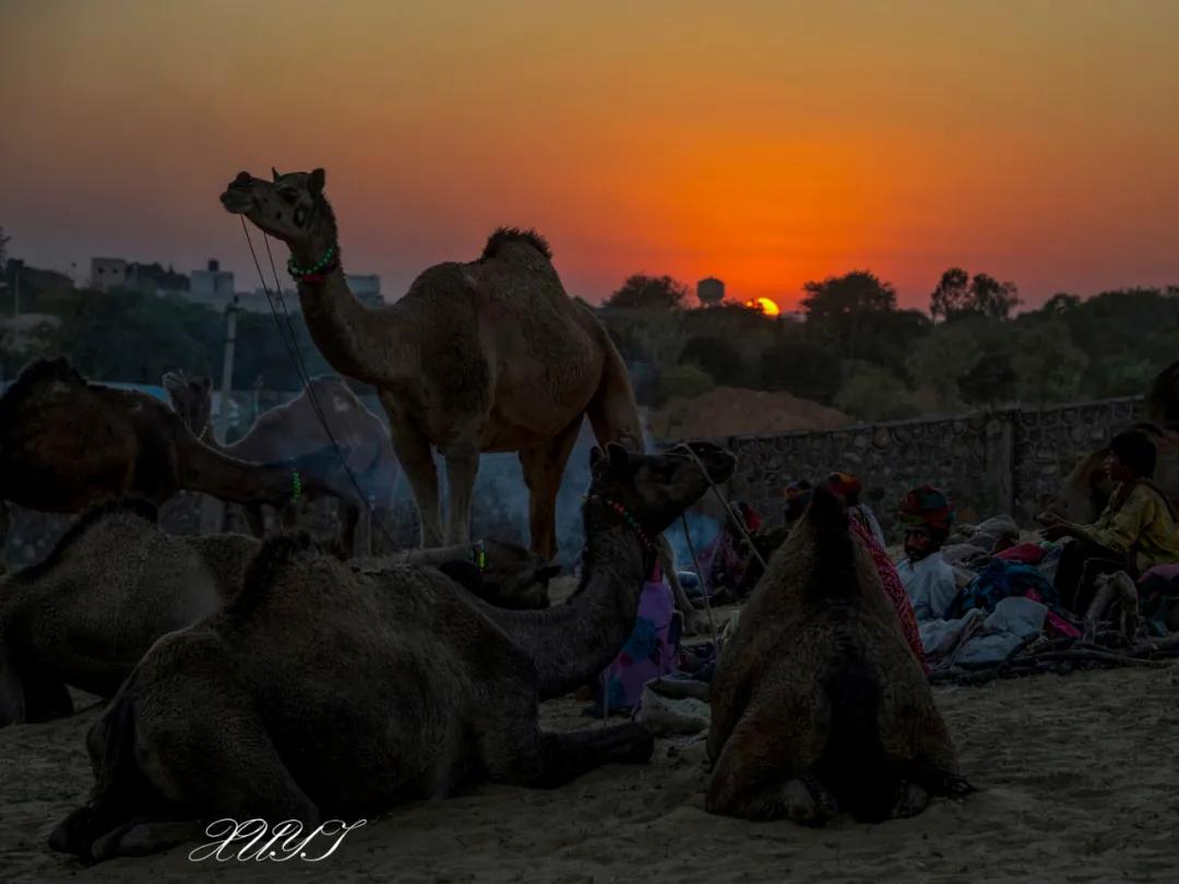 津门网徐屹：印度骆驼节上的人们（上）