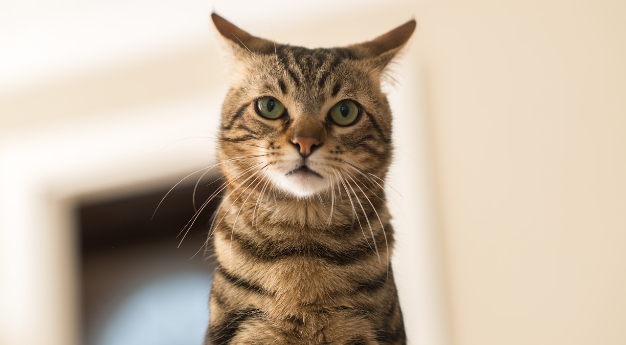 新手猫奴买什么猫砂,新手必买的10种猫