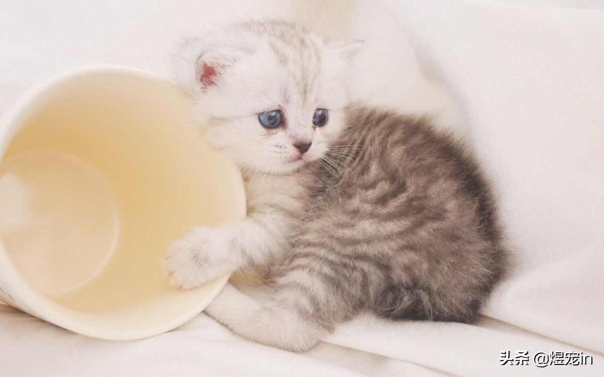 当猫咪调皮捣蛋时,该如何制止它们?