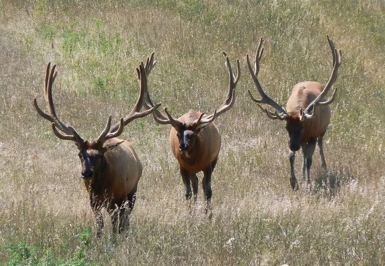 鹿角自然脱落是鹿茸吗,鹿角会自然脱落为什么还要割鹿角