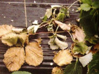 草莓苗期枯萎病如何治疗,草莓枯萎病的症状施什么肥