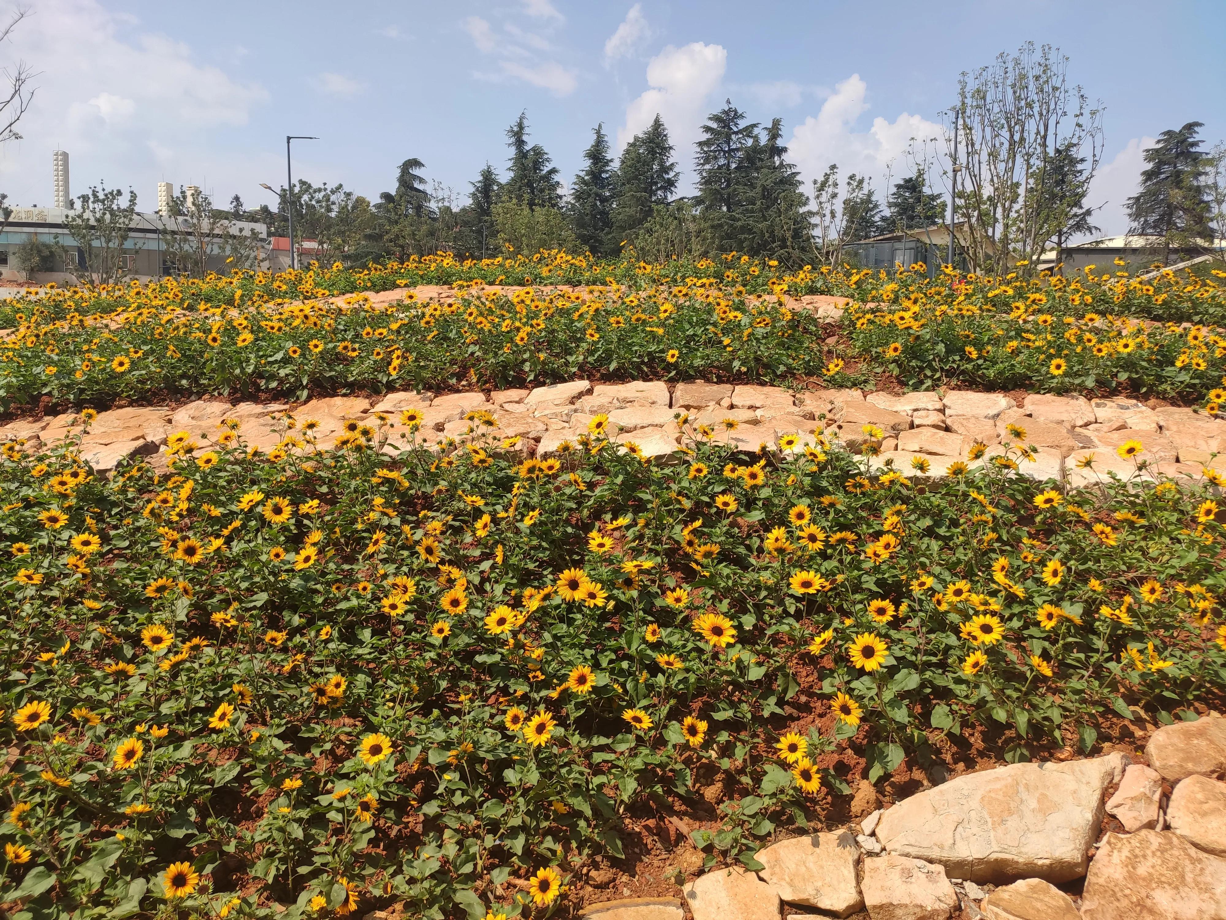 昆明世博园是免费参观的吗,第一次来昆明的感受