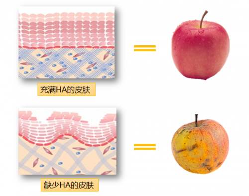 比自身大1000倍的吸水力,这个“水光肌”的核心透明质酸不简单