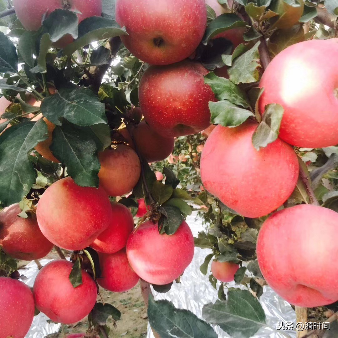 农产品直播助推扶贫,双12助农直播电商