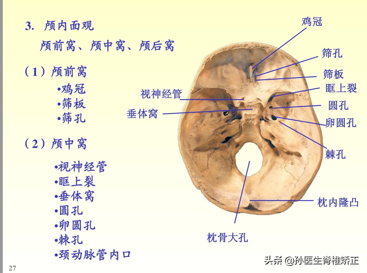 解剖学基础ppt完整版,人体系统解剖学ppt完整版