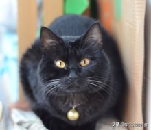 十大最受欢迎的宠物猫品种排行榜,常见的宠物猫的品种大全及图片