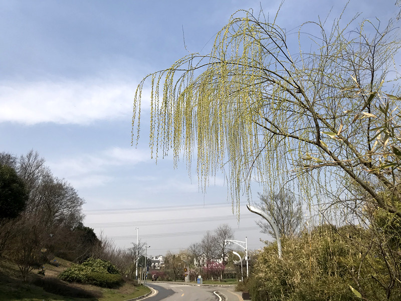 春至牛首，世凹春妆，画中徜徉，处处诗章-游南京江宁世凹桃源