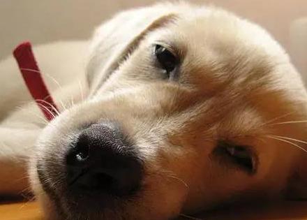 狗狗突然疯狂舔地板呕吐怎么回事,狗狗呕吐食物是死亡征兆吗