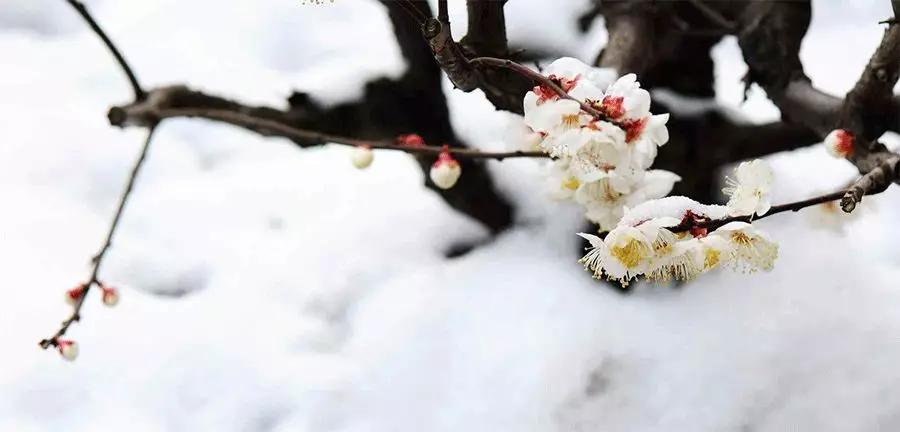 梅花怎么画简单又好看粘土,桃花水彩儿童画最简单