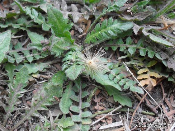 什么是荠菜荠菜长什么样,荠菜属于什么目