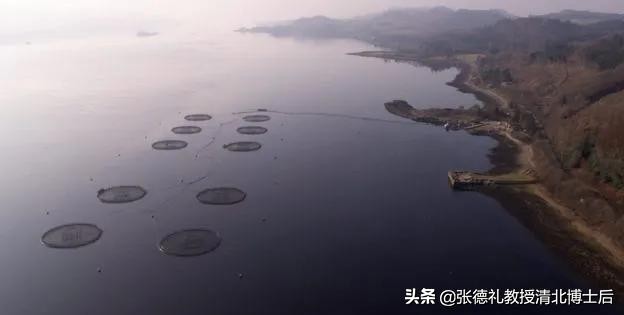 外媒曝光了挪威三文鱼养殖真相吗,挪威三文鱼养殖环境恶劣新闻