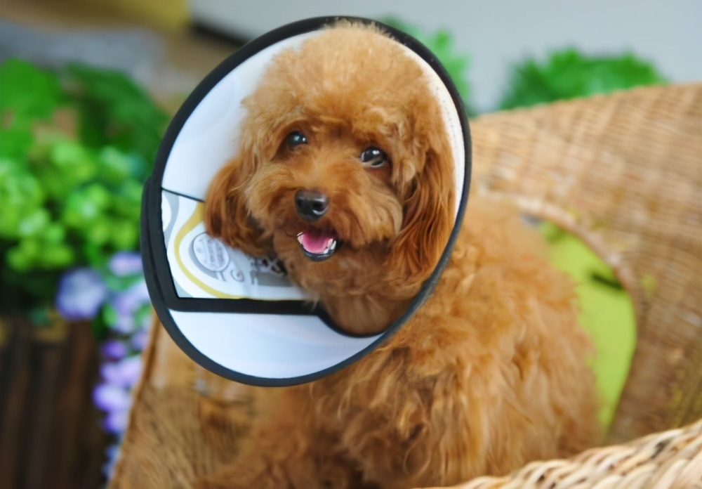 养宠经验狗狗受伤怎么处理伤口,狗狗外伤应该怎么包扎