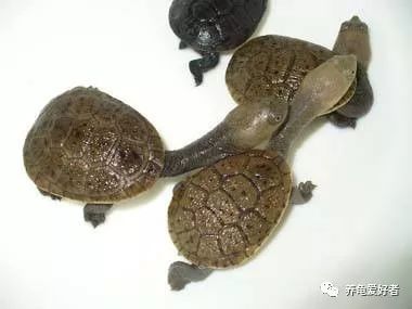 水龟母断尾是否影响繁殖,断尾水龟还能繁殖吗