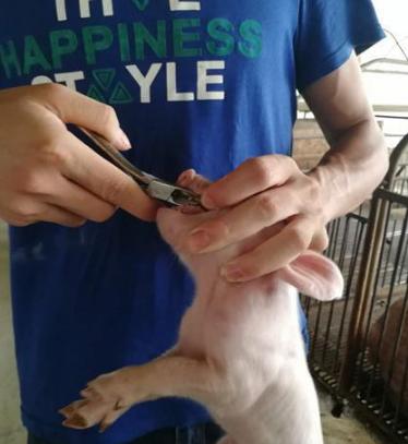 小猪剪牙后消毒用什么,给小猪剪牙注意什么饮食