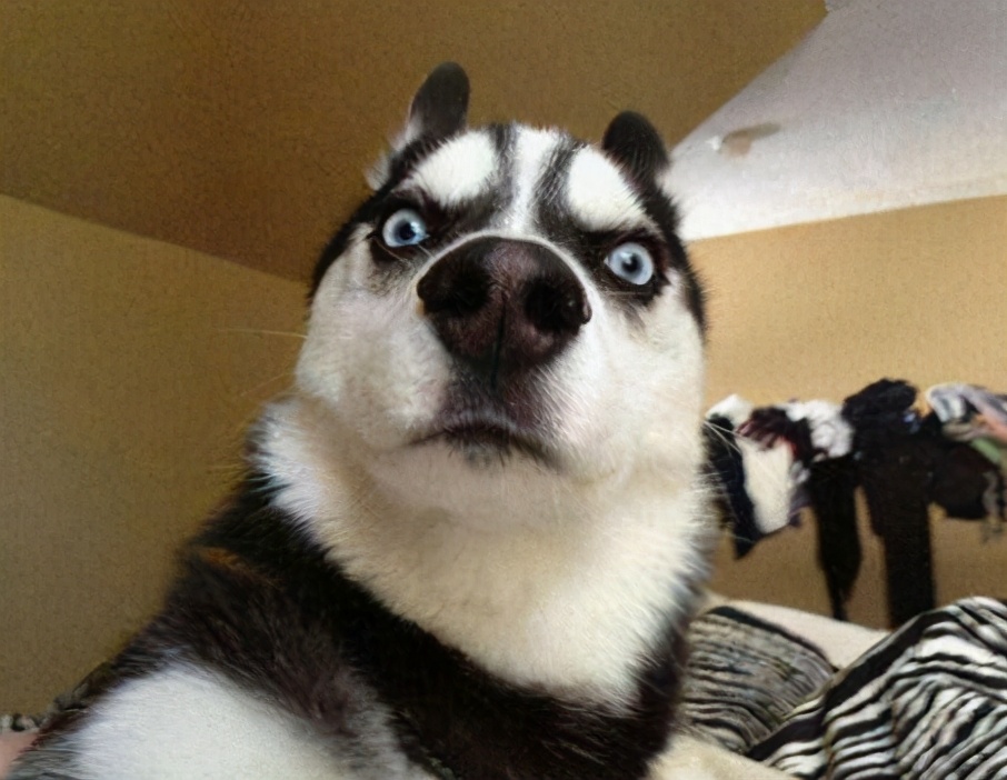 养狗“首选”这6种狗,五种好养又不贵的狗你养了吗