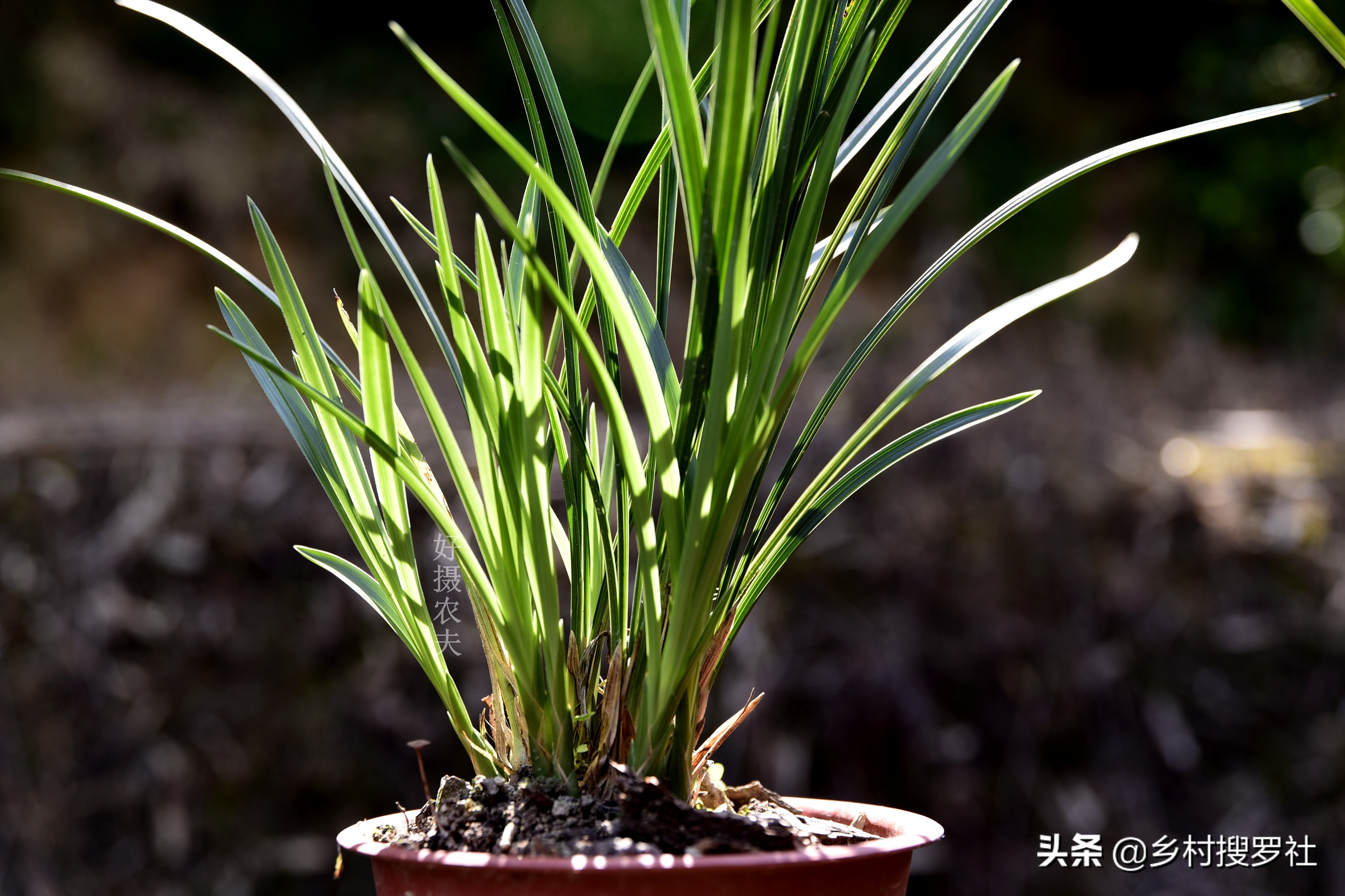 用什么植料兰花容易变异,怎样的兰花植料最好视频