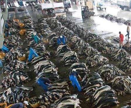 欧美地区禁止割取，在国内却卖400元一碗，市场供不应求