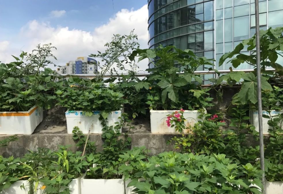 天台李子柒,大爷大妈们活的多么潇洒