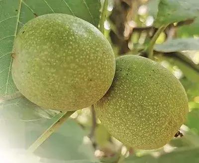 伊川县千年古镇，当过县城出过娘娘，可以摘核桃品美食