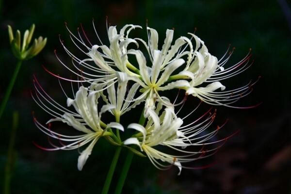 曼陀罗华与曼珠沙华是彼岸花吗 (曼陀罗华是白色的彼岸花吗)