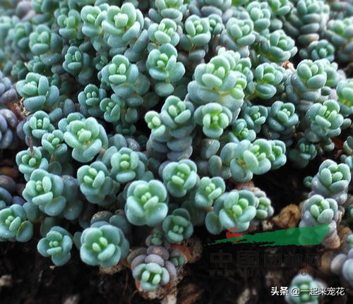 和姬星美人类似的多肉,多肉大姬星美人