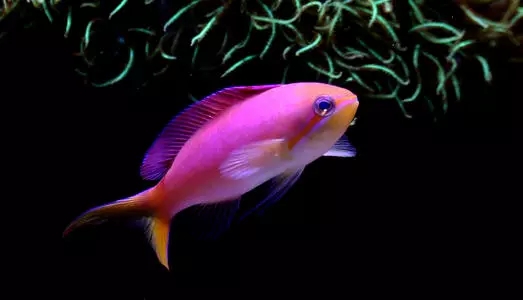 人见人爱观赏鱼,人见人爱的观赏鱼