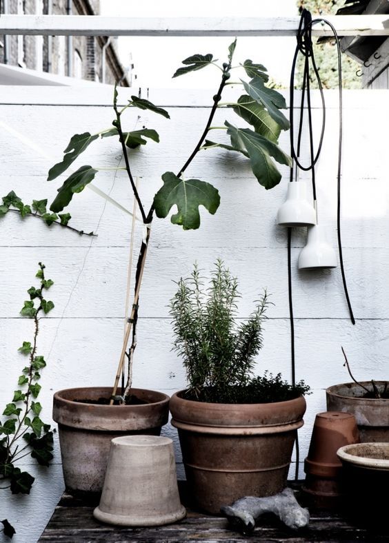 室内除甲醛最好的植被,室内植被存活率高的有哪些