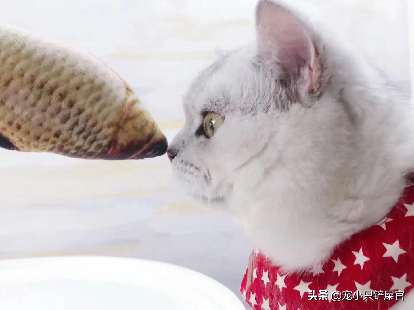 猫奴全面养猫指南,猫奴十三豆柴猫粮