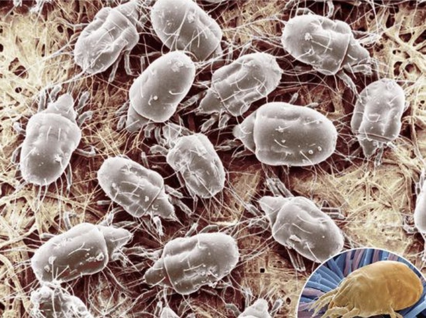 泰怡凯吸尘器测评,懒人吸尘器家用无线吸力大