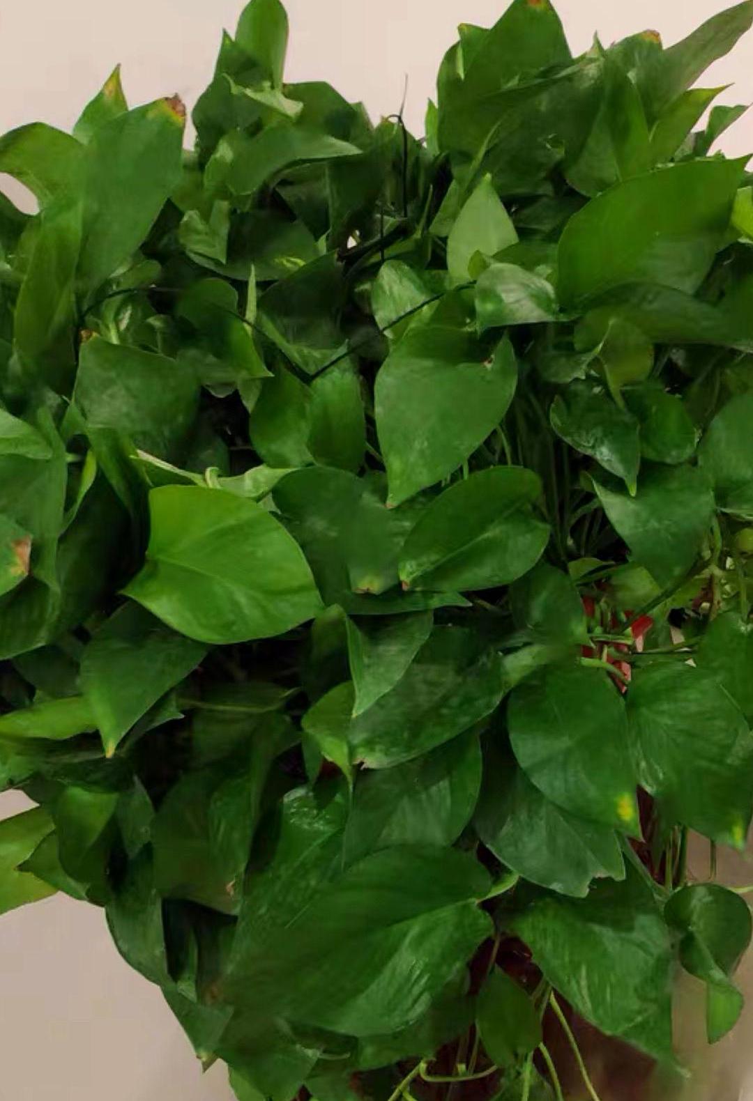 绿萝叶子发干快速补救方法,绿萝干叶的原因和解决方法